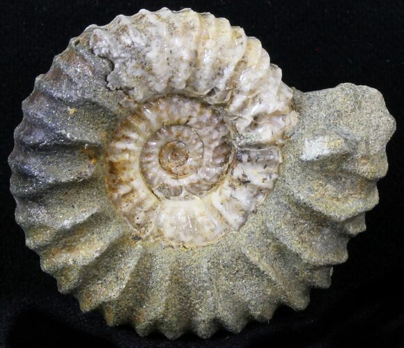 Pavlovia Ammonite Fossil - Siberia #29716